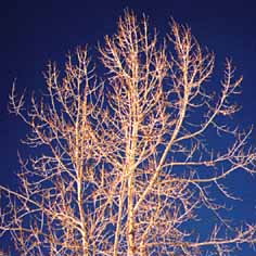 Lake Tahoe Tree